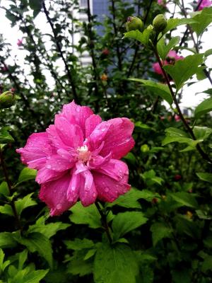 花, 雨, 学校, 植物, 自然, 花瓣, 粉红色的颜色