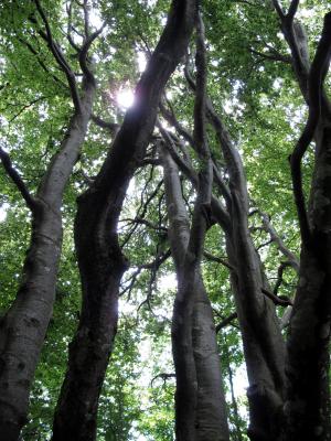 树, uplight, 森林, 树干, 自然, 木树皮