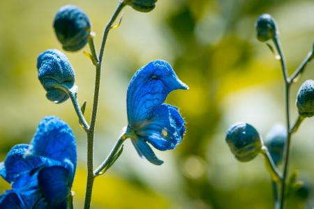 野生圣人, 开花, 绽放, 蓝色, 蓝色的花朵, 唇形科, 植物