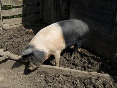 猪, 农场, 动物