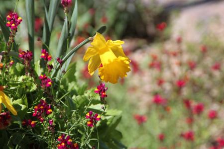 水仙花, 圣安东尼奥植物园, 花, 植物区系