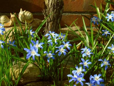 星风信子, 风信子, 蓝色, 春天的花朵, 春天, 绽放, 花