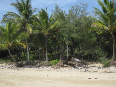岛屿, 海滩, 棕榈, 沙子, 道格拉斯港, 度假, 地处热带的海滩