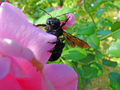 木匠蜜蜂, 昆虫, 牧草, 宏观, 自然, 开花