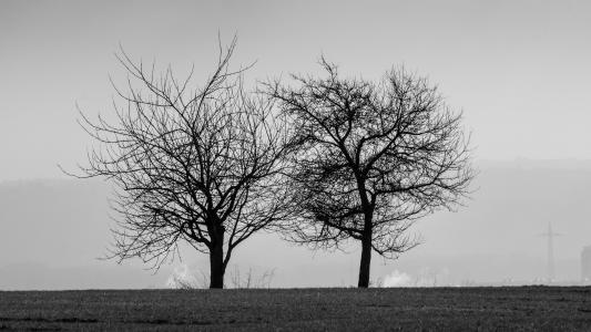 黑色和白色, 树木, 黑白照片, 风景名胜, 景观, 心情, 沉默
