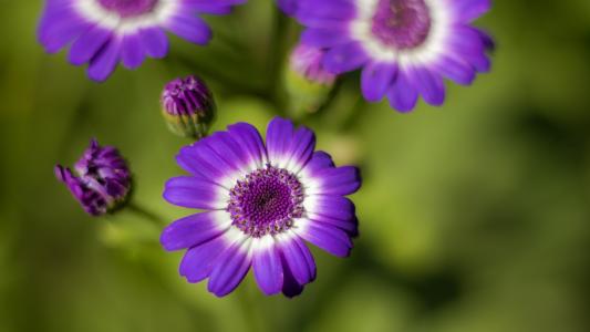 植物区系, 花, 紫色, 自然, 春天, 紫色的花, 紫色的小花