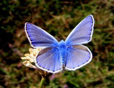 蝴蝶, 蓝色, 花, 自然, 昆虫纲, 昆虫, 蝴蝶-昆虫
