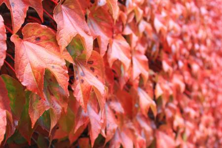 秋天, 叶子, 红色, 秋天的色彩, 10 月, 自然, 叶