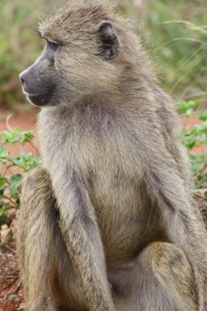 猴子, 非洲, 野生动物园, 国家公园, 肯尼亚