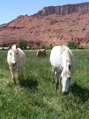 马, 放牧, 科罗拉多州, 牧场, 牧场, 动物, 母马