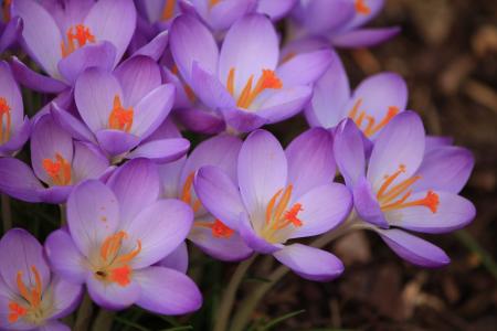 紫色的小花, 番红花, 春天, 自然, 植物, 花, 花瓣