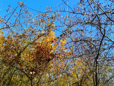 叶子, 秋天, 秋金, 黄色的树叶, 黄金, 树, 自然
