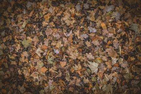 秋天的色彩, 秋天的落叶, 秋季, 棕色, 高清壁纸, 自然摄影, 纹理