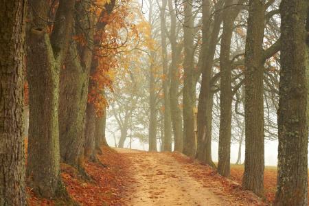 树木, 走了, 秋天, 景观, 自然, 雾, 心情