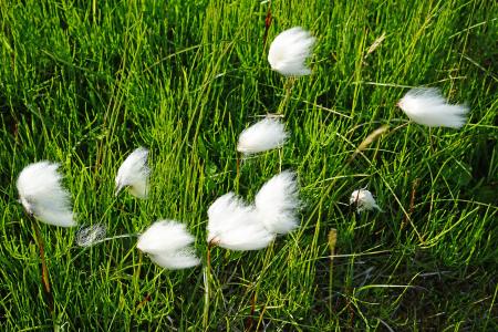 cottongrass, 冰岛, 绵, 白色, 草