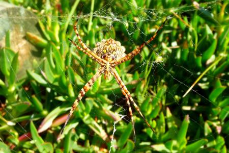 蜘蛛, 蛛形纲动物, 蜘蛛在网上, 特写, 蜘蛛网, 蜘蛛底, 植物