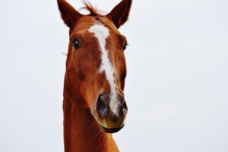 马, 动物, 有趣, 骑, reiterhof, 棕色, 耦合