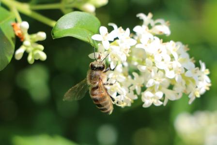 蜜蜂, 开花, 绽放, 白色, 绿色, 白花盛开, 春天