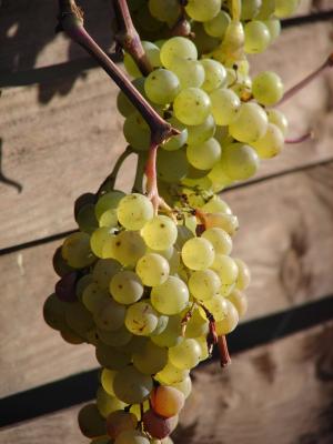 葡萄, 葡萄树, 葡萄酒, 水果, 葡萄种植, 每年的时候