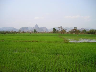 老挝, 稻田, 大米, 水稻种植园, 种植园, 东南, 亚洲