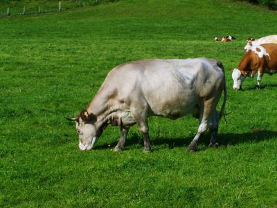灰色母牛, 绿色牧场, 牛
