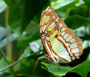 蝴蝶, 鳞翅目昆虫, 哥斯达黎加, 动物, 绿色, 昆虫, 一种动物