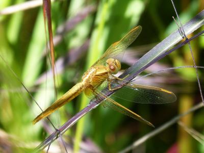 金蜻蜓, sympetrum meridionale, 叶, 湿地