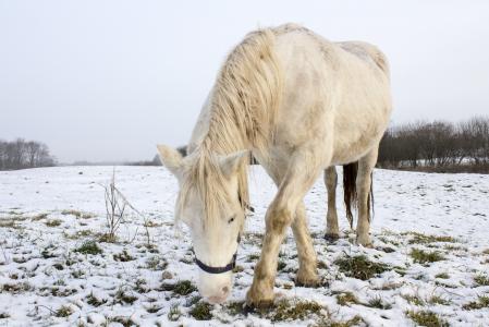 冬天, 马, 白色, 草