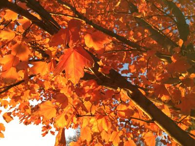 秋天, 秋天, 赛季, 自然, 橙色, 红色, 叶