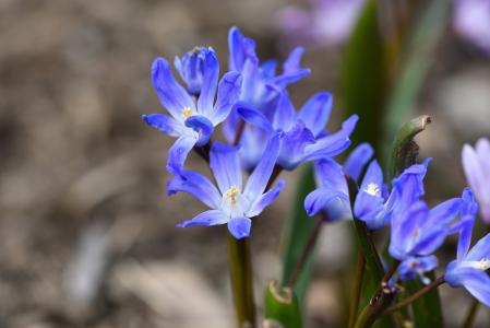 puschkinie, 花, 植物, 开花, 绽放, 蓝色, 春天的花朵