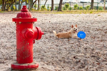 狗, 公园, 飞盘, 沙子, 消火栓, 户外, 小狗