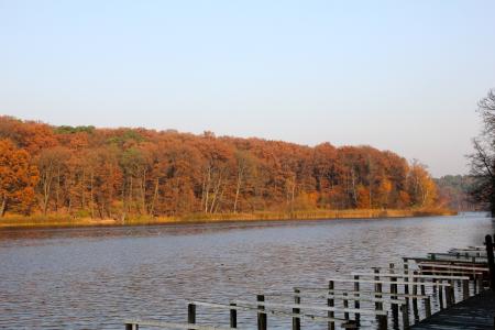 秋天, 湖, 树木, web