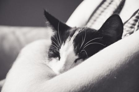 猫, 小猫, tomcat, 黑色和白色的猫, 家猫, 黑色, 小猫