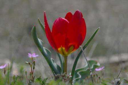 银莲花, 自然, 红色的花
