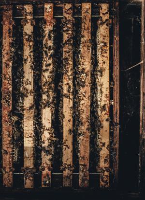 蜂巢, 蜜蜂, 黑暗, 脏, 昆虫, 模式, 侧视图