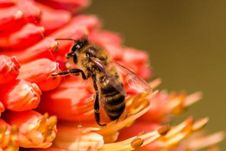蜜蜂, 昆虫, 自然, 蜂蜜, 黄色, 动物, bug