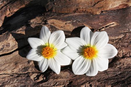 黛西, 花, 植物, 两个, 木材, 白色的颜色, 花