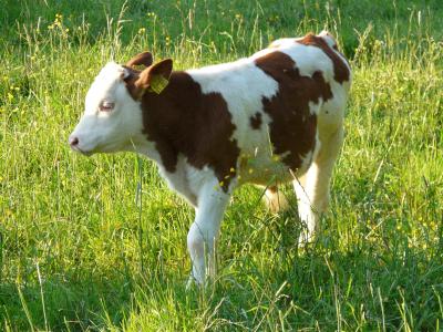 小牛, 年轻的动物, 母牛, 家养的牛, 牛肉, primigenius 金牛座, 牛