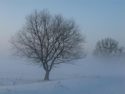 冬天, 雾, 神秘, 雪, 树, 自然, 低温