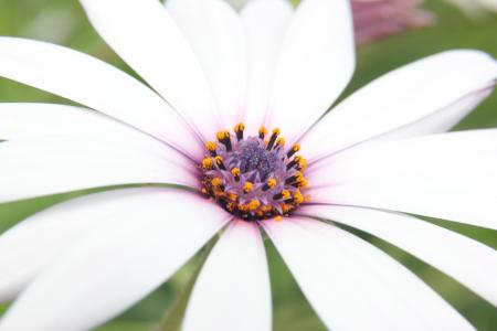 osteospermum, 非洲雏菊, capedaisy, 花, 白色, 白花, 自然
