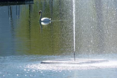 水游戏, 喷泉, 天鹅, 注入, 水, 自然, 湖