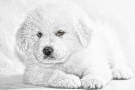 小狗, 狗, 梦幻风格, 宠物, 动物, 犬, 黑色和白色
