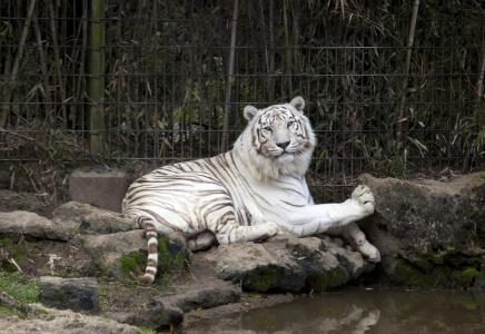 老虎, 白色, 动物园, 猫, 野生动物, 捕食者, 猫科动物