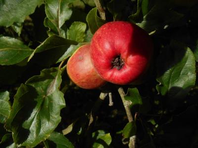 苹果, 叶子, 树, 水果, 食品, 健康, 绿色