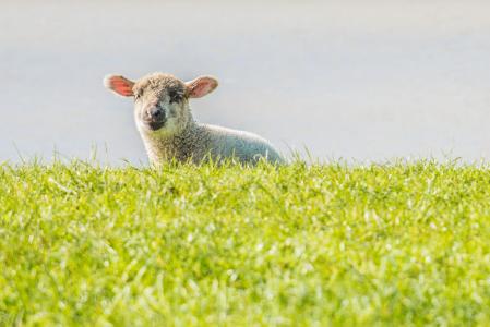 羔羊, 羊, 堤防, 东弗里西亚, 一种动物, 看着相机, 草
