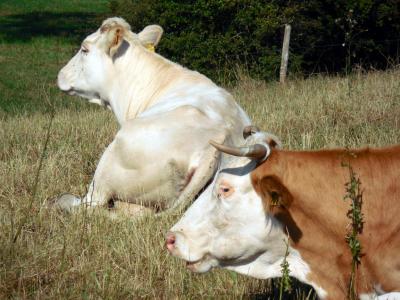 母牛, 牛, 动物, 牧场, 吃草, 畜牧, 牲畜