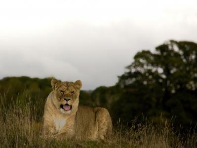 母狮, 野生, 猫, 捕食者, 野生动物, 在野外的动物, 一种动物