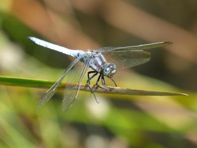 蓝蜻蜓, 干, 湿地, orthetrum cancellatum, 蜻蜓, 河, 昆虫
