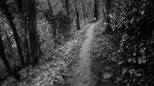 黑暗之路, 路径, 伍兹, 神秘, 神秘的道路, 令人毛骨悚然, 黑色和白色