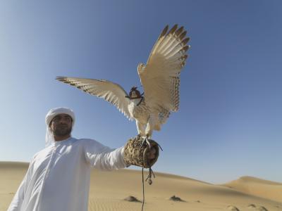 猎鹰, 阿拉伯联合酋长国, 沙漠, 猎人, 利爪, 鹰猎, 羽毛